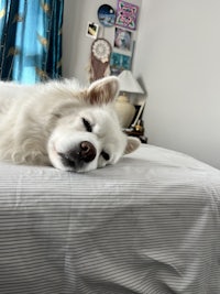 a white dog laying on top of a bed